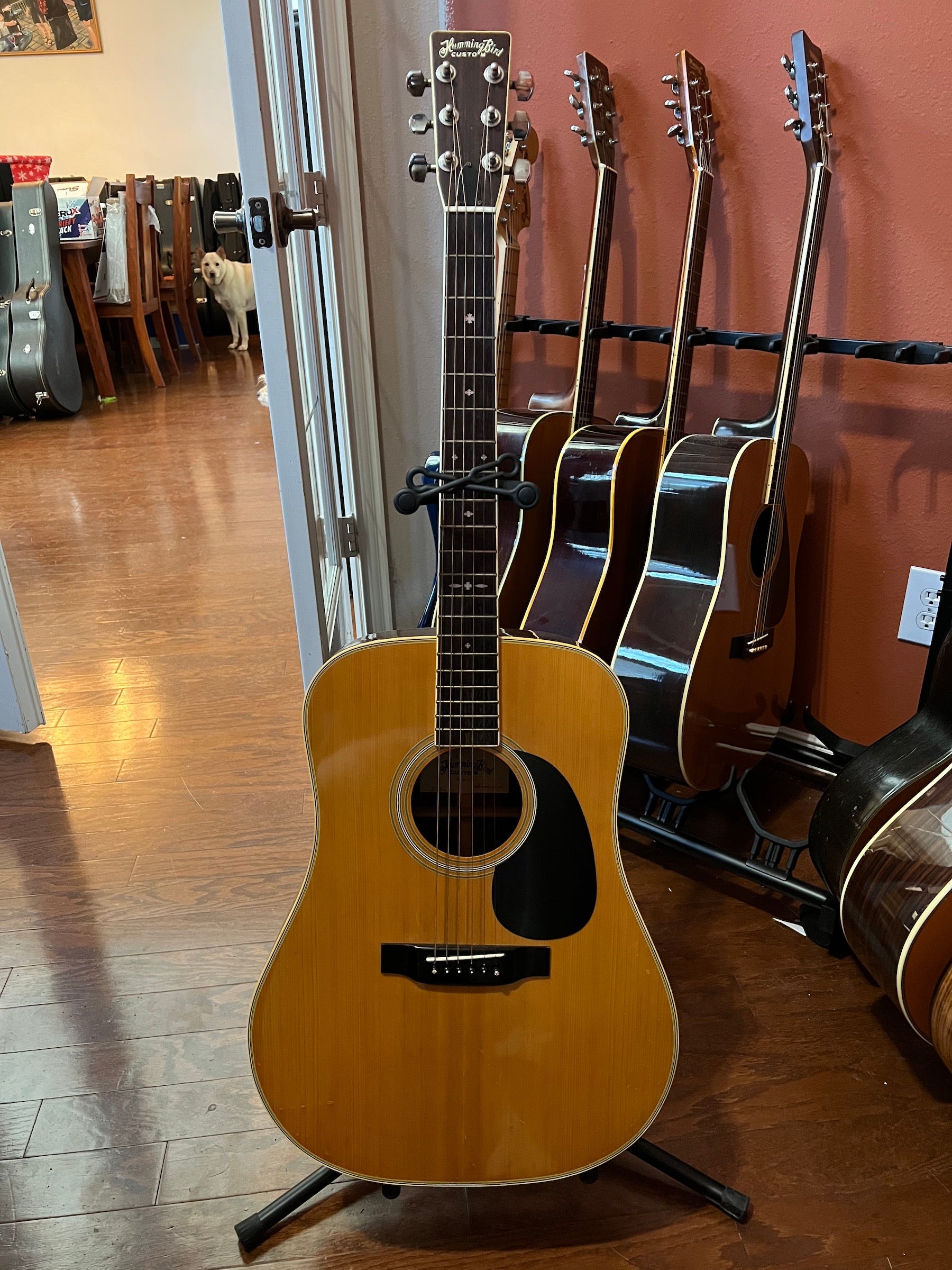 1975 Tokai Custom Hummingbird- W-300 - Acoustic Guitar